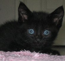 Kitten